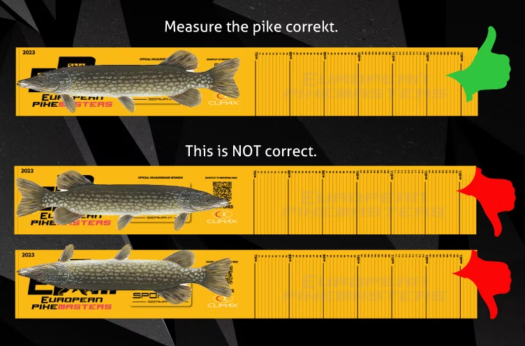 How to measure a pike correctly on the EPM board: jaw at zero, nose to the board, photographed from above